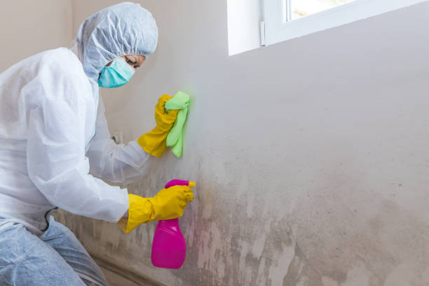 Best Emergency Mold Remediation  in USA